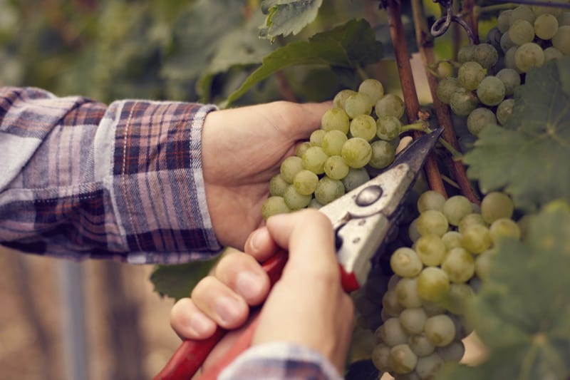 ZUSAMMENSPIEL Winzerchallenge als Betriebsausflug