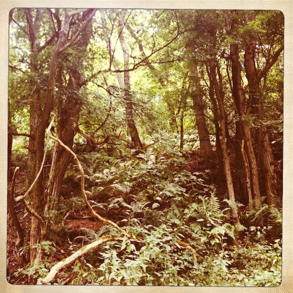 Ein Teambuilding im Wald für Teams, die hoch hinaus wollen.